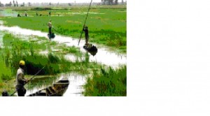 ប្រជាកសិករតំបន់វាលទំនាបទន្លេ Cuu Long អភិវឌ្ឍន៌កសិកម្មចីរភាព